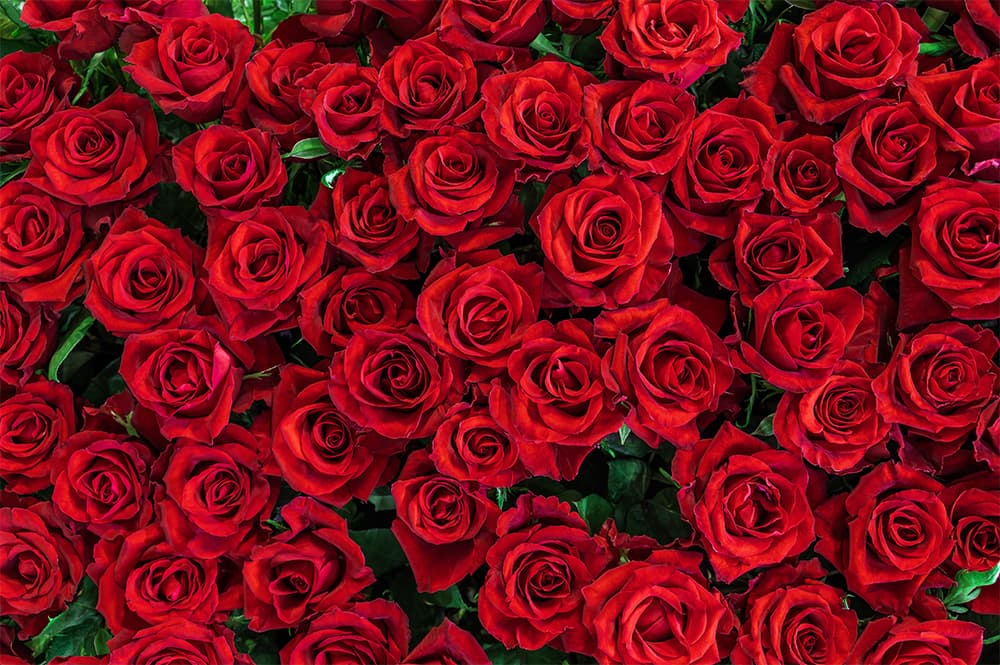 108本のバラの花束
